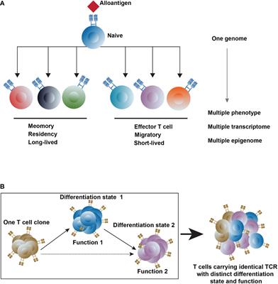 Into the multi-omics era: Progress of T cells profiling in the context of solid organ transplantation